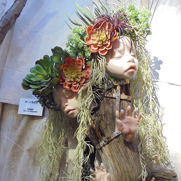 マンドラゴラ－林美登利