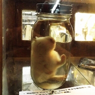 ジャッカロープ幼体液浸標本